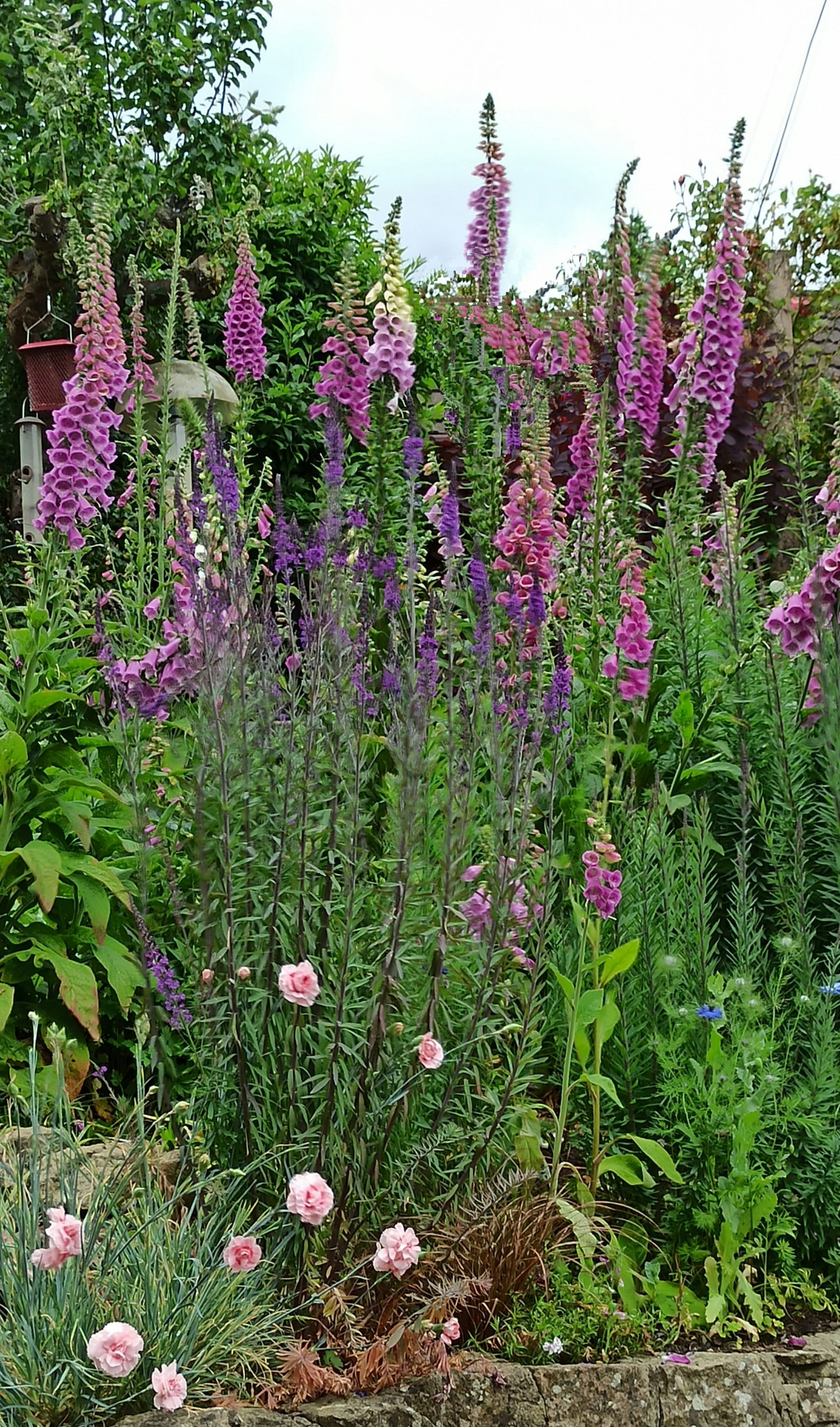 foxgloves and toadflax in a flower bed